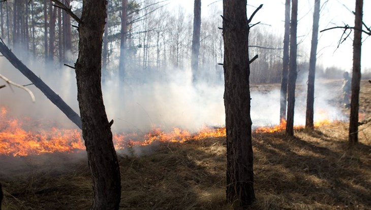 Палы травы стали причиной большинства лесных пожаров в Томской области