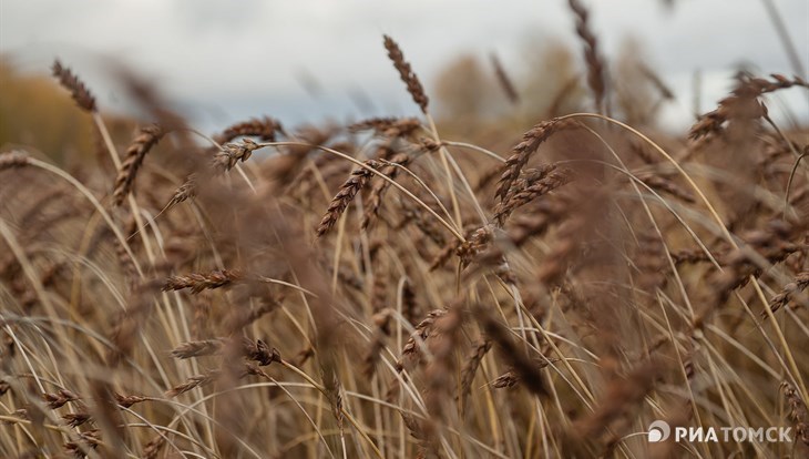 Томская область вошла в топ-3 регионов СФО по урожайности зерна