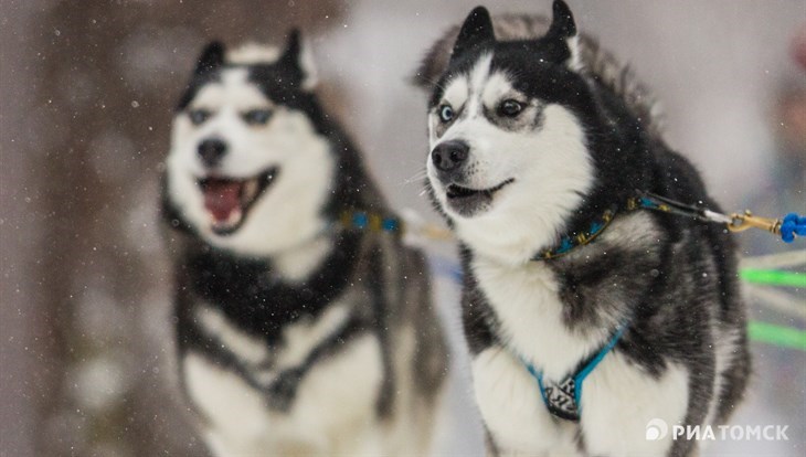 В собачьих силах: гонки на упряжках прошли в Сосновом Бору Томска