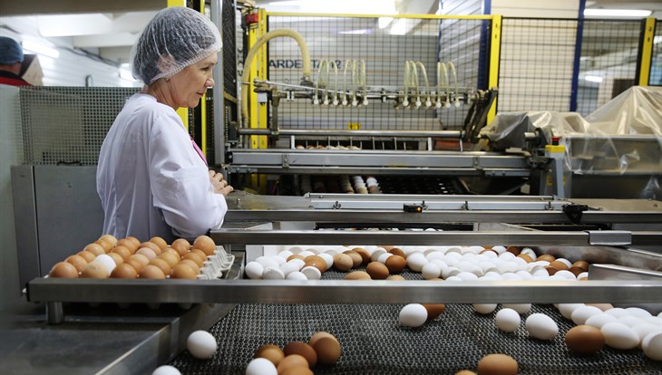 Мазур обсудит с томскими птицефабриками цену яиц после вопроса Путину