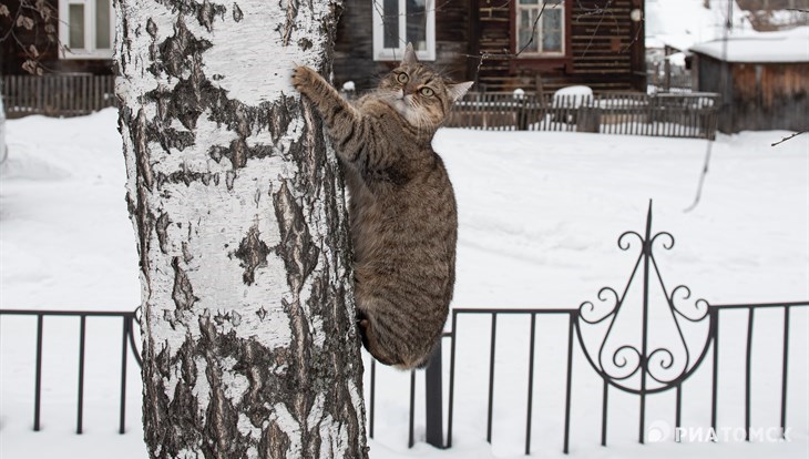 Сильный мороз сохранится в Томске в воскресенье