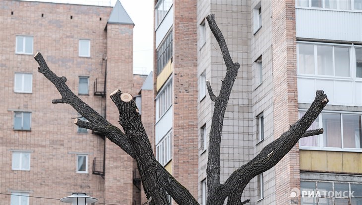 Заммэра: вырубка 900 деревьев в Томске обойдется в 30 млн руб