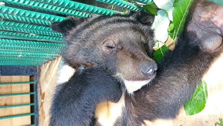 Гималайский медвежонок в северском зоопарке получил имя Ладушка