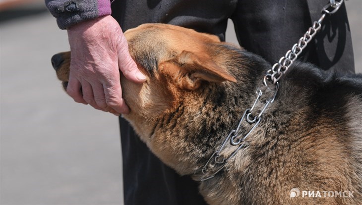 Почти 50 томичей-владельцев животных оштрафованы за нарушения в 2024г