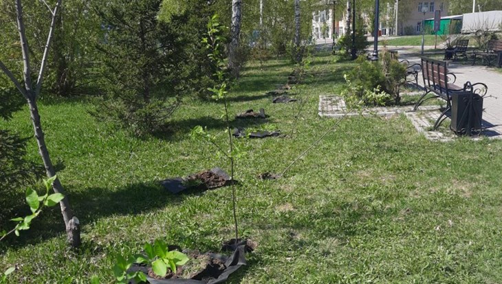 Краснолистную черемуху, чебушник и маньчжурский орех высадят в Томске