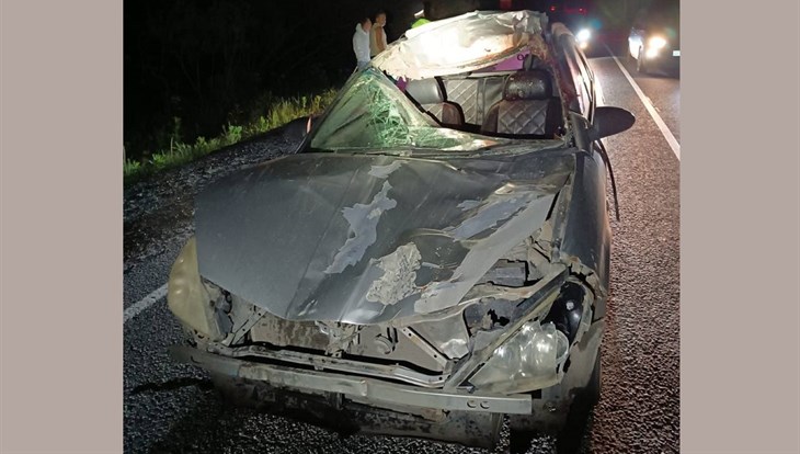 Nissan сбил коня, выскочившего ночью на томскую трассу из лесополосы