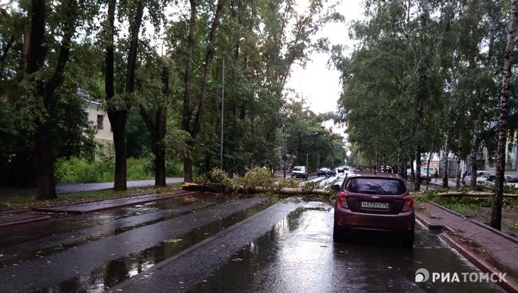 Ветер повалил деревья в четверг в Томске, мэрия приступает к уборке