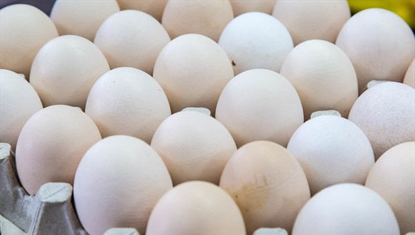 Импорт инкубационного яйца в Томскую область снизился в 5 раз в 2023г