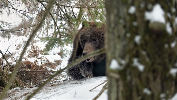 Медведица с медвежатами замечены в Томском районе