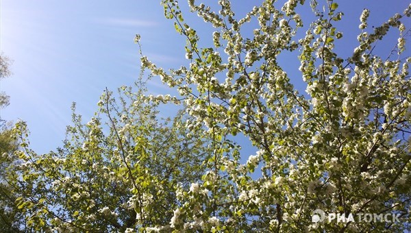 Около 150 деревьев, включая яблони и груши, высадят в Томске в 2024г