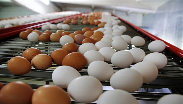 Производство молока и яиц уменьшилось в Томской области в 2019 году
