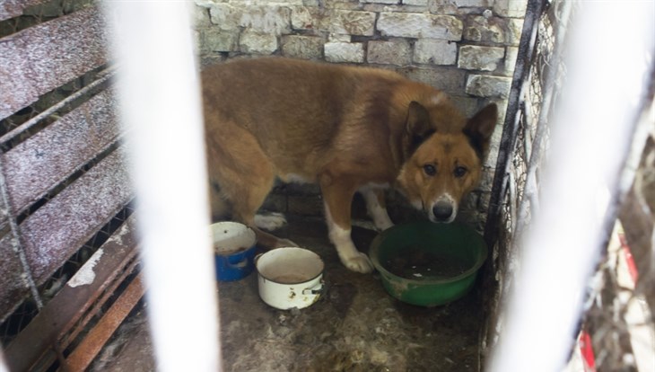Томское САХ из 1,26 тыс отловленных в 2014г собак 4 вернуло владельцам