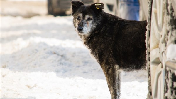 Эксперт: в Томске всего 6-8 постоянных стай собак, остальные временные