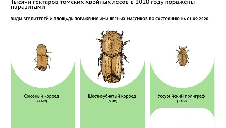 Жуки 3 сколько. Полиграф Жук вредитель. Союзный короед. Жук короед стадии развития. Уссурийский полиграф вредитель.