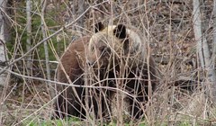 Охотники отстрелят медведя, смущающего томских селян