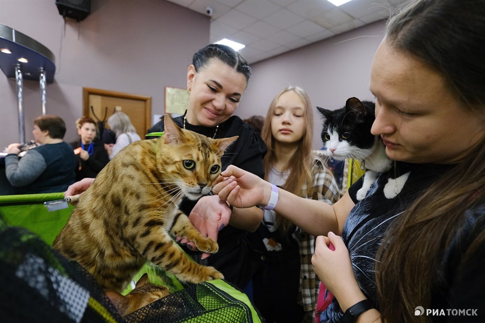 Проходит выставка кошек. Выставка кошек. Выставка кошек в Коврове 2022. Выставка кошек в Чебоксарах 2022. Выставка кошек Томск 2022 фото.