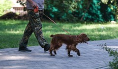 Площадка для выгула собак может появиться на Алтайской в Томске