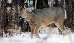 Число краснокнижных косуль в Томской области за 10 лет выросло в 5 раз