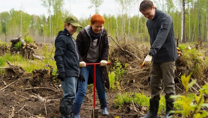 Волонтеры высадили 4 тысячи сосен в Шегарском районе Томской области