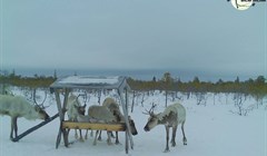 Фотоловушки Васюганского заповедника поймали в кадр северных оленей