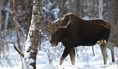 Более 20 лосей погибли на трассах Томской области в 2024 году