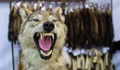 Волков в томских лесах за 10 лет стало больше в 5 раз, виноваты косули