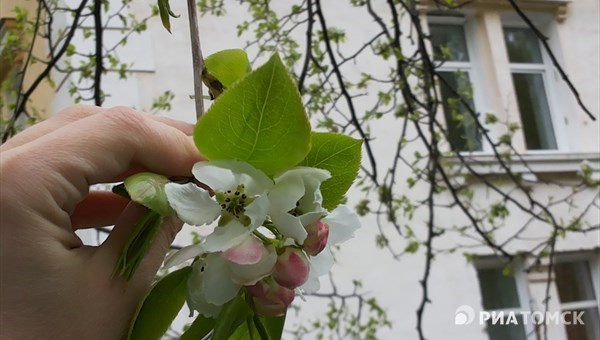 Синоптики не ожидают осадков в Томске в среду